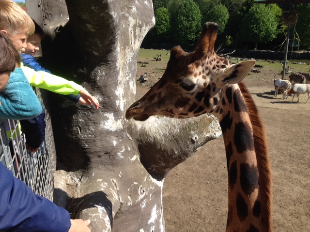 Het tweede leerjaar gaat naar de Olmense Zoo